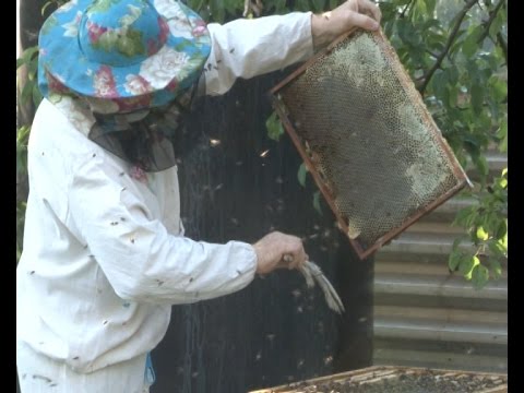 Видео пчеловодство новинки