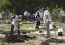 Ещё 150 деревьев высадили в рамках корпоративного экологического проекта «Сибагро»