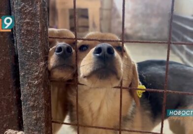 Собачья жизнь: открыт новый корпус пункта временной передержки животных