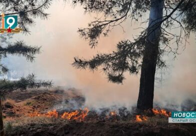 «Умышленный поджёг?»: в лесу рядом с селом Сорокино произошёл пожар
