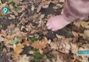 В Белгородской области стартовал сбор семян дуба