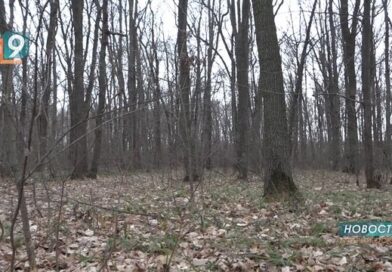 «Вкусняшки» против бешенства: в Старом Осколе лисиц прививают съедобной вакциной