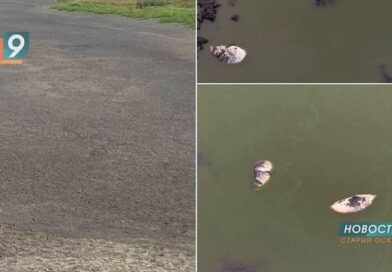 Самодельная дамба в селе Шаталовка привела к массовой гибели рыбы Самодельная дамба в селе Шаталовка привела к массовой гибели рыбы