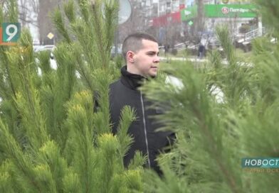 «Ёлки зелёные»: в Старом Осколе открываются ёлочные базары