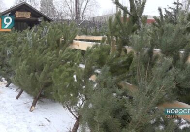 Праздник к нам приходит: старооскольский лесхоз заготовил 4 тысячи новогодних сосен Праздник к нам приходит: старооскольский лесхоз заготовил 4 тысячи новогодних сосен