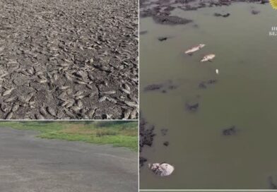 Пересохший пруд и 3000 мертвых рыб: дело о гибели карасей в Шаталовке дошло до суда