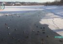 Утки под присмотром: в округе посчитали зимующих водоплавающих
