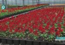 «Зеленстрой» наряжает город: к высадке готовы более 450 тысяч растений