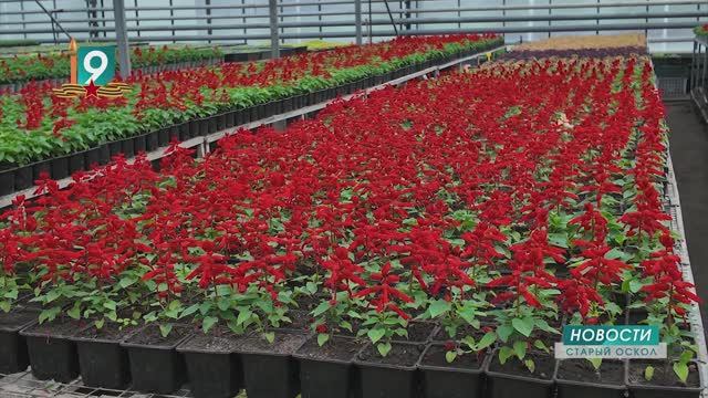 «Зеленстрой» наряжает город: к высадке готовы более 450 тысяч растений