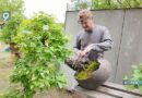 Бонсай по-русски: староосколец Игорь Ислентьев развивает отечественную ветвь японского искусства