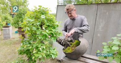 Бонсай по-русски: староосколец Игорь Ислентьев развивает отечественную ветвь японского искусства Бонсай по-русски: староосколец Игорь Ислентьев развивает отечественную ветвь японского искусства