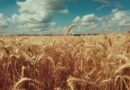 Новости Старого Оскола от 10 июля
