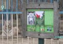 Международный День тигра отмечают в Старооскольском зоопарке хищник из Грузии Биджо и циркачка Нора