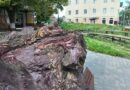65 лет назад в карьере Стойленского ГОКа добыли первую руду